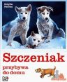 Szczeniak przybywa do domu Szczeniak przybywa do domu